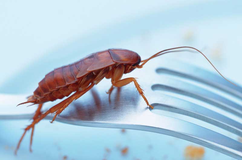 cockroach food restaurant owner