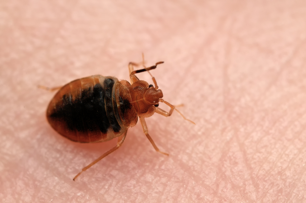 bed bug schaerbeek