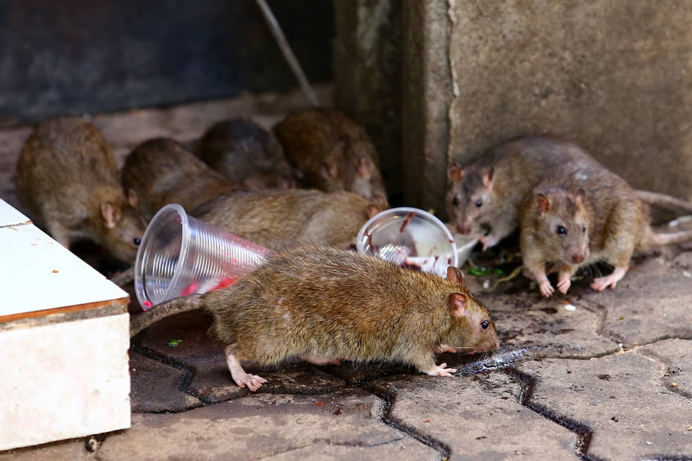 Les rats peuvent constituer une menace pour la santé humaine et animale