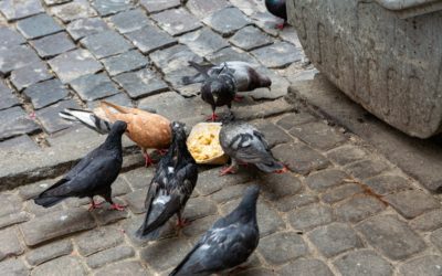 Pigeons en ville : Comprendre leur présence et gérer les nuisances