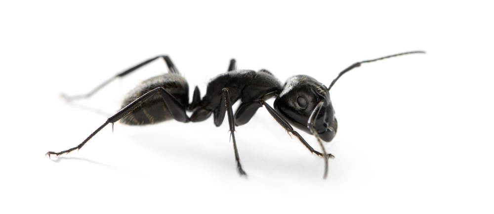 fourmi noir