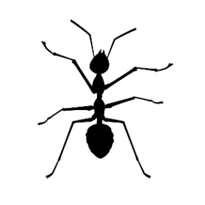 fourmis bruxelles