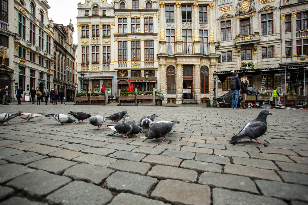 pigeon grand place bruxelles