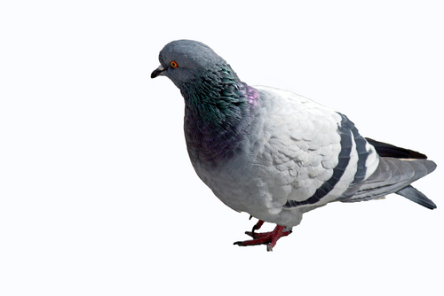 petit pigeon