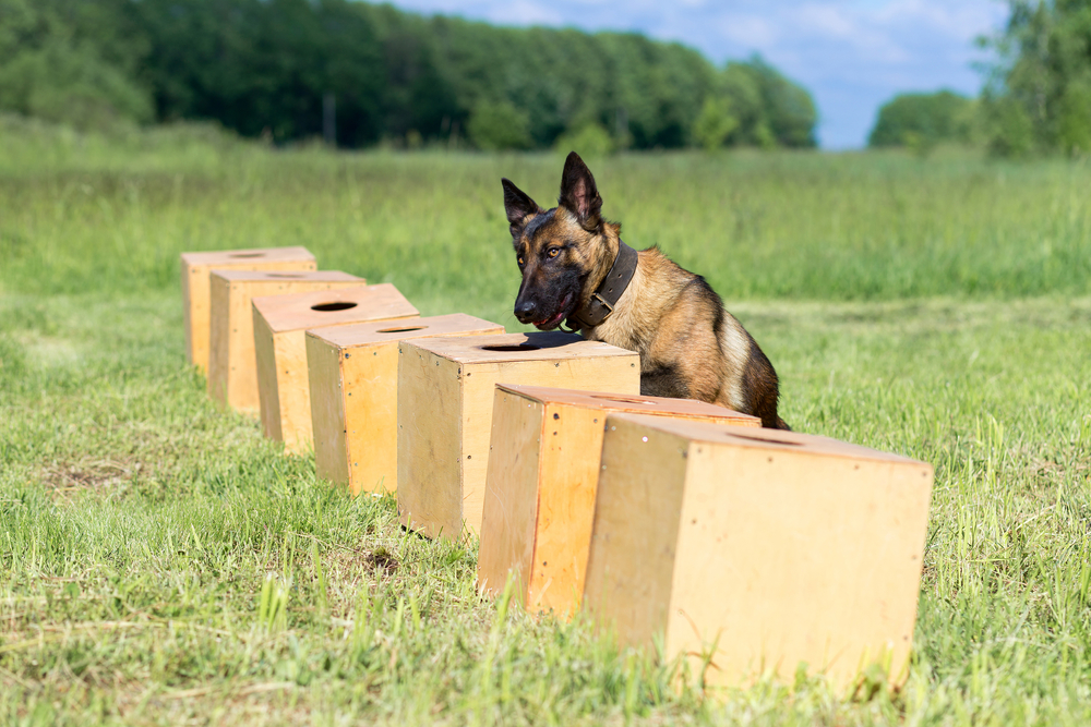 Les capacités extraordinaires des chiens dans la détection