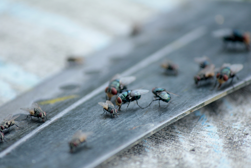 House,Fly,,Food,Contamination,Hygiene,Concept.,The,Flies,Are,Insect mouche cuisine