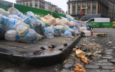 Rats et souris à Bruxelles : comment s’en débarrasser durablement grâce à Nuisibles Out