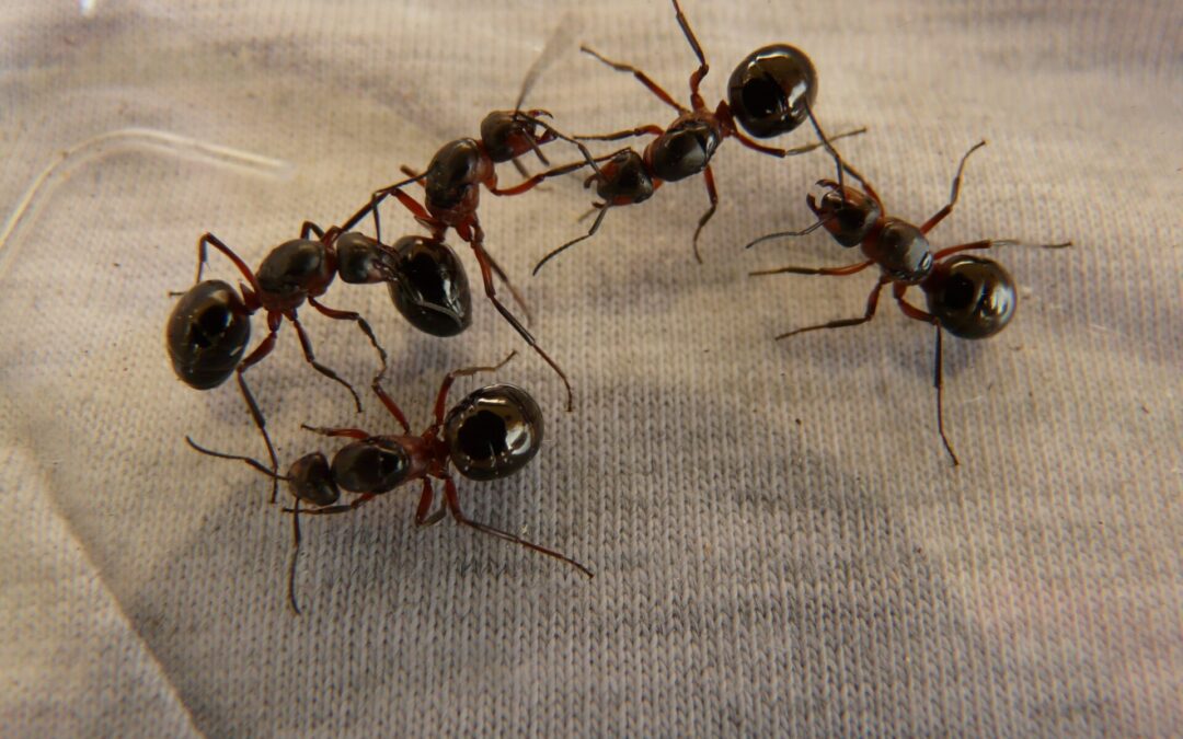 Invasion de fourmis en appartement à Bruxelles : ce que particuliers et syndics doivent savoir