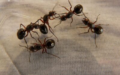 Invasion de fourmis en appartement à Bruxelles : ce que particuliers et syndics doivent savoir